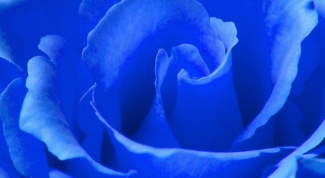 How to grow a blue rose