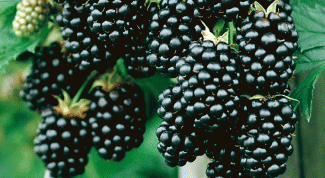 How to grow blackberries in the country