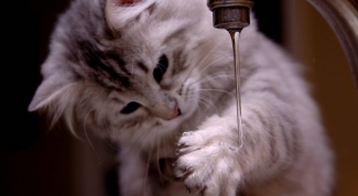Почему кошки воды боятся