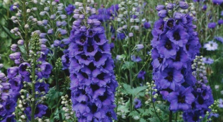 How to care for delphinium