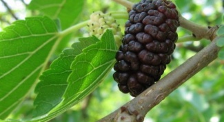How to grow a mulberry tree