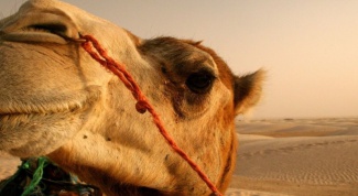 Как животные приспособились к жизни в пустыне