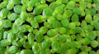 How to clean the pond of duckweed