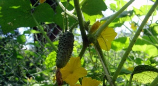 How to save cucumbers from bitterness