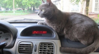 Почему кота укачивает в авто