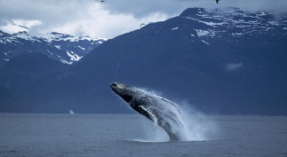 Мифы и легенды о китах