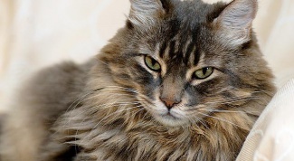 Что делать, если у кошки пироплазмоз