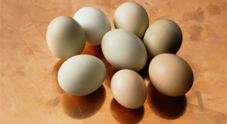 Почему куриные яйца разного цвета