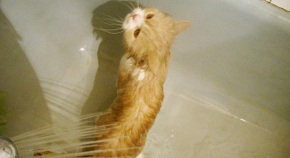 Как помыть взрослую кошку