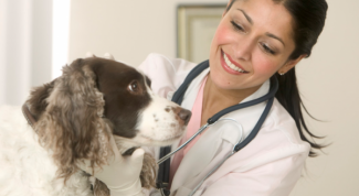 Как лечить энтерит у собаки