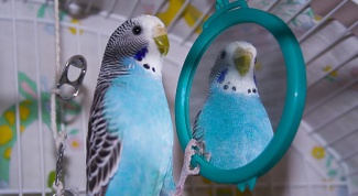 Зачем попугай смотрит в зеркало