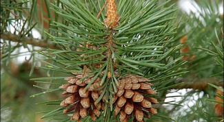 The use of pine cones in folk medicine