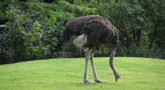 Why the ostrich hides its head in the sand