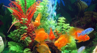 Мой первый аквариум: кого завести
