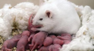 Почему мыши съели детенышей