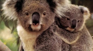 Почему в Австралии много сумчатых животных
