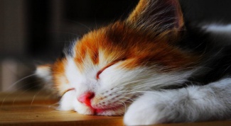 Почему коты так много спят