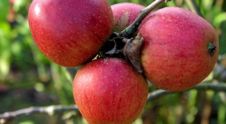 Как выбрать сорт яблони для сада
