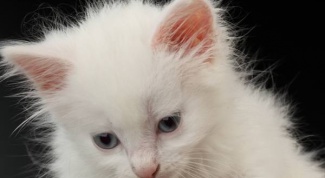 What to do if the kitten was poisoned