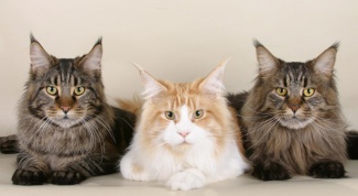 Features of the care of the Maine Coon