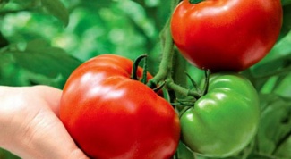 Почему листья томатов закручиваются