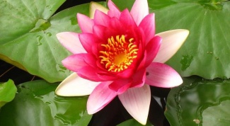 Blooming Lotus in Astrakhan region