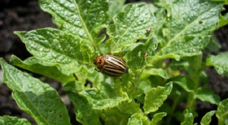 How to protect potatoes from the Colorado potato beetle