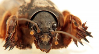 Deduce the mole cricket from the garden
