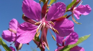 How to use fireweed