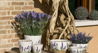 How to grow lavender at home