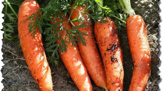 Как выбрать семена моркови