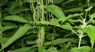The magical properties of nettles