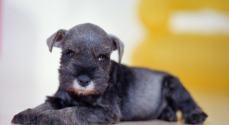 What to do if the puppy has an Allergy
