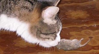 Делают ли кошкам прививку от токсоплазмоза