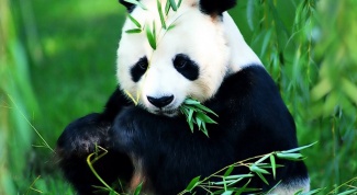 Все, что вы хотите узнать о пандах