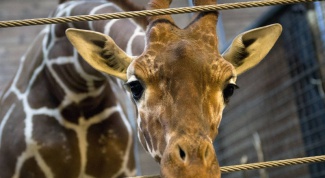 Почему в Копенгагене убили жирафа