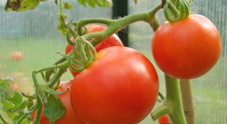 Надо ли нормировать томаты