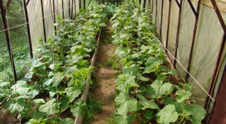 Выращивание огурцов: шпаргалка для огородников