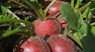 Is it possible to grow summer radishes