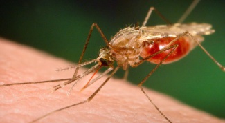 Как передается малярия