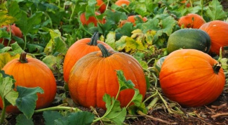How to germinate pumpkin seeds
