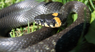 What snakes are considered to be non-poisonous