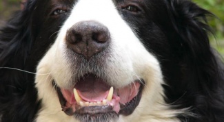 Как избежать зубных болезней у собак