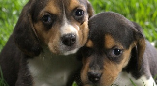 How are the puppies of the Dachshund