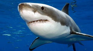 Как выглядит акула