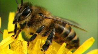 Чем опасен укус пчелы