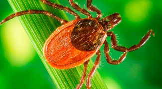 What to do if bitten by a tick