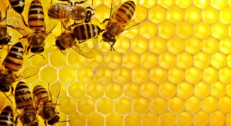 Зимовка пчел: как и чем кормить
