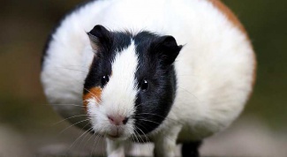 How long is pregnancy in the Guinea pig