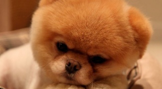 How much is a Pomeranian